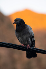 pigeon in the mountains