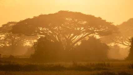 acacia tree in beautiful sunset