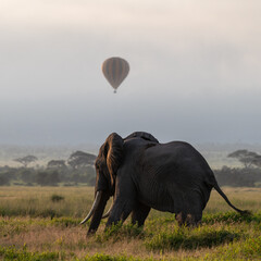 male elephant with huge tusks in kenya with balloon at the background