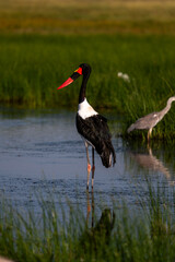 saddle billed stork in the swang