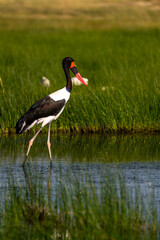 saddle billed stork in the swang