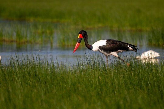 saddle billed stork in the swang