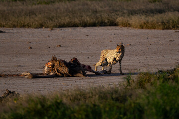 cheetah with his prey