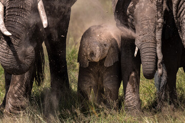 baby elephant with the herd