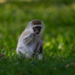 vervet monkey in the grass