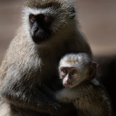 vervet monkey baby with the mother