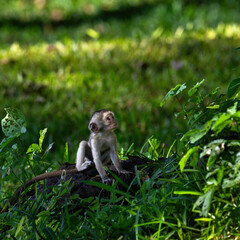 baby vervet monkey in kenya