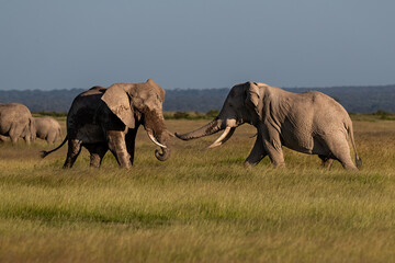 elephants greeting eath others in the savannah