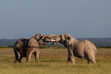 elephants greeting eath others in the savannah