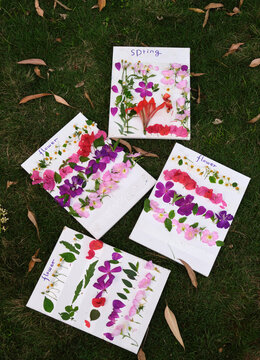 Closeup material of collected plants and flowers, pasted on a white b