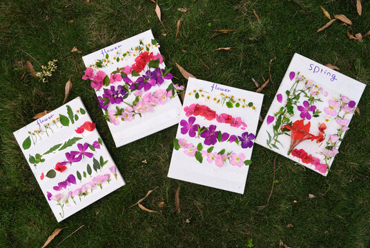 Closeup material of collected plants and flowers, pasted on a white b