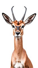 Impala isolated on transparent background