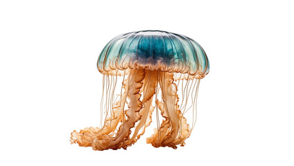 Jellyfish isolated on transparent background - Powered by Adobe