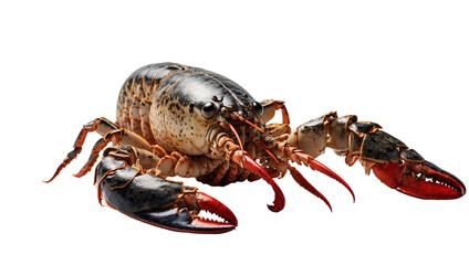 lobster isolated on white