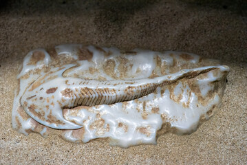 Ancient fossil of jawless fish Cephalaspis in sand