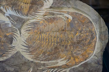 acadoparadoxides briareus fossil found in Morocco close up