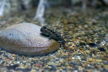 Mudskipper creature sitting on the stone close up