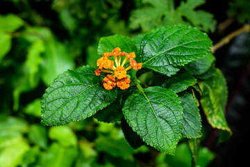 Lantana camara (common lantana) flowers growing in Nha Trang Vietnam