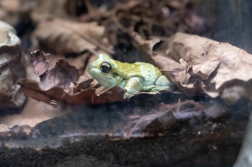 The Mission golden-eyed tree frog or Amazon milk frog (Trachycephalus resinifictrix), also known as blue milk frog
