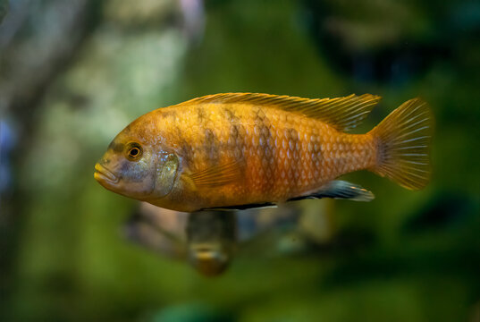 The yellow mbuna (Labeotropheus fuelleborni)