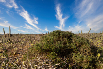 Cactus landscape and blue sky in Punta Gallinas. Guajira, Colombia. 