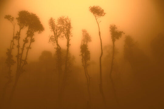 Yellow foggy warm weather