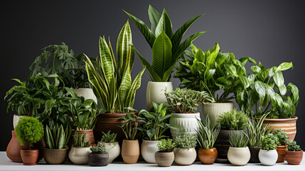 A decorative arrangement of assorted indoor plants on dark background