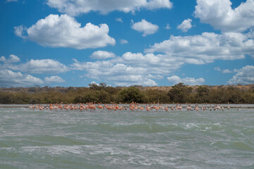 Pink flamingos on the seashore at Punta Gallinas beach.