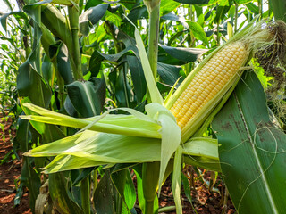 Corn in the Field: A vibrant scene of lush green stalks bearing golden ears, ready for harvest, corn on tree, full yellow corn fruit © Dearr