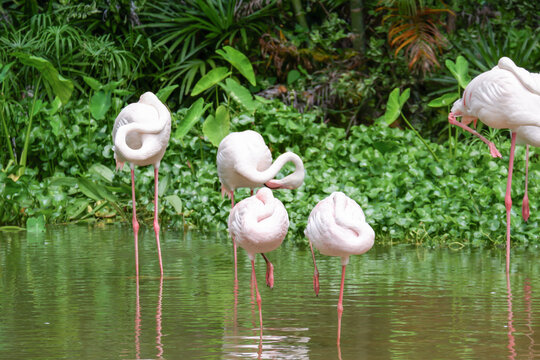 Beautiful white Flamingo group standing Portrait in Nature
