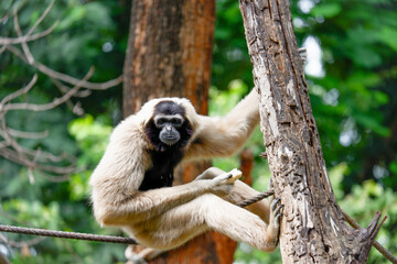 white gibbon black face with Wildlife in zoo