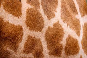 Giraffe Skin Texture Close-Up: Animal Print Wildlife Pattern