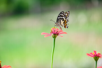 butterfly on a zinnia pink flower