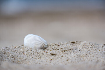 white seashell on sand