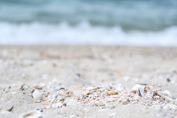 shell and sand on the beach