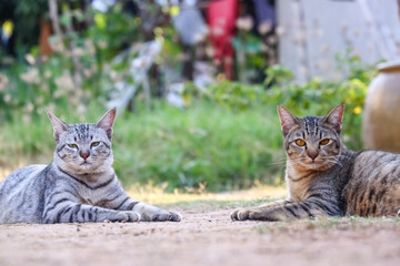 Two Tabby grey cat perched on ground and tree in garden, gazing with cute, curious eyes