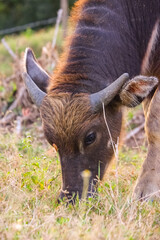 Fototapeta premium close up portrait focus haed of thai buffalo