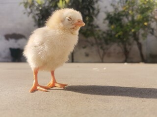 beautiful newborn chick's first step.