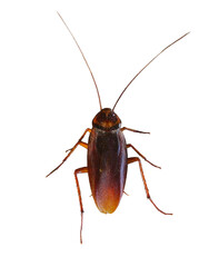 Close-up view of brown winged cockroach isolated on Transparent background.