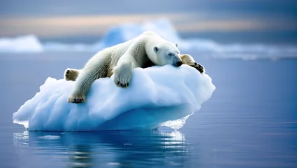 Fototapete Polar Bear Sleeping On Floating Ice.  Awakening to the Crisis Facing Polar Bears and Our Planet.   © touchedbylight
