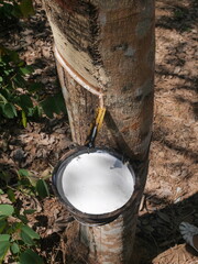 Tropical garden scene with rubber trees The latex dispenser is in a wooden bowl filled with latex.