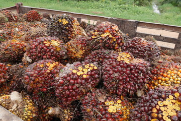 pile of red palm oil Freshly picked from the garden