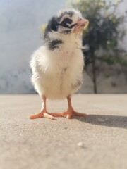 black and white baby chicken