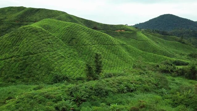 Cameron Highlands tea farm aerial view, Malaysia