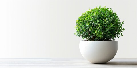 Minimalist indoor plant in a white pot on a wooden surface against a clean, white background with copy space.
