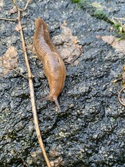 Canadian Large Slug
