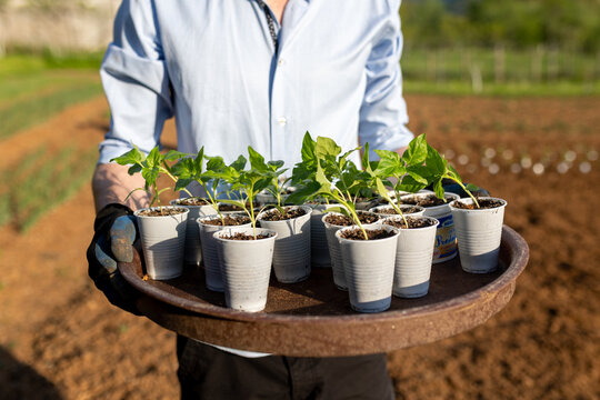 man holding a tray with seedlings