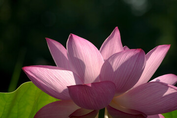 朝日を受けて輝く蓮の花