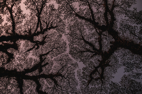Fractures in the sky.