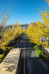 日本の秋の街並み・色づく銀杏並木の道